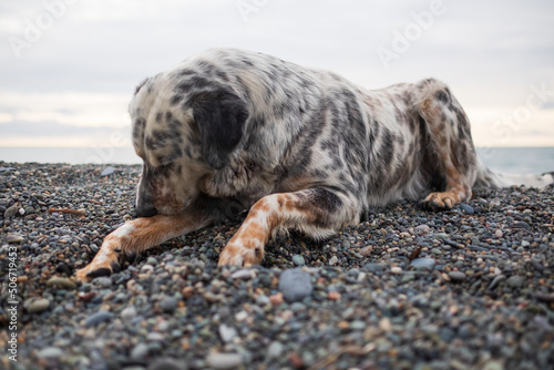 A fit and healthy dog resting on a beach