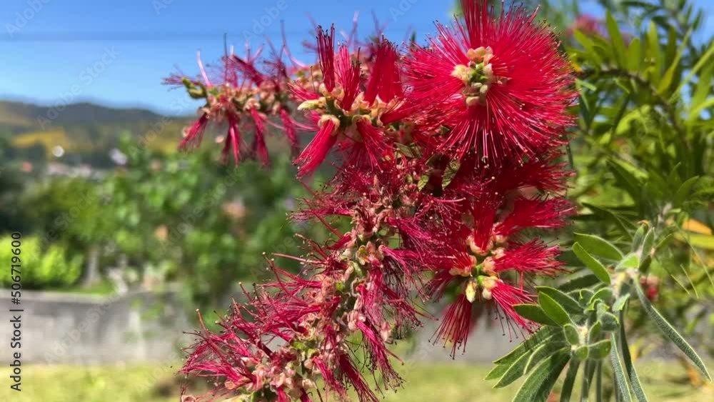 Scarlet Bottlebrush these are beautiful flowers in Portugal that grow everywhere in tropical forests against the background of the blue sky, the camera slowly swims by and shoots them. 4k Scarlet Bottlebrush these are beautiful flowers in Portugal that grow everywhere in tropical forests against the background of the blue sky, the camera slowly swims by and shoots them. 4k