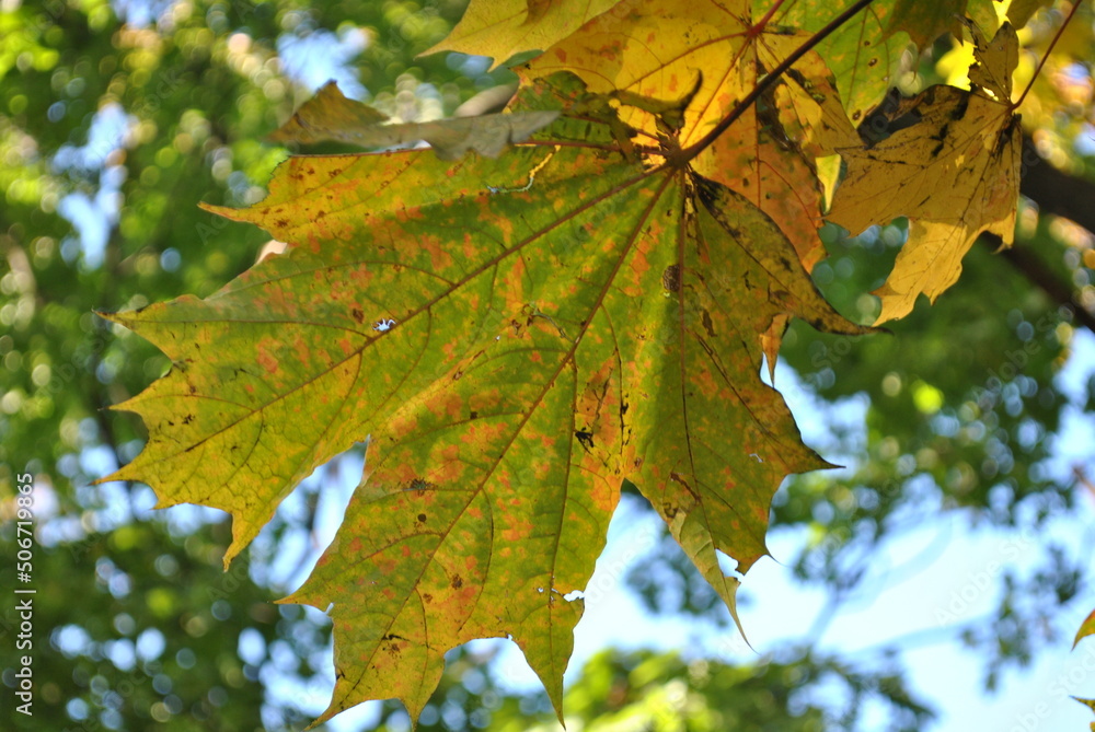 maple leaves maple leaves