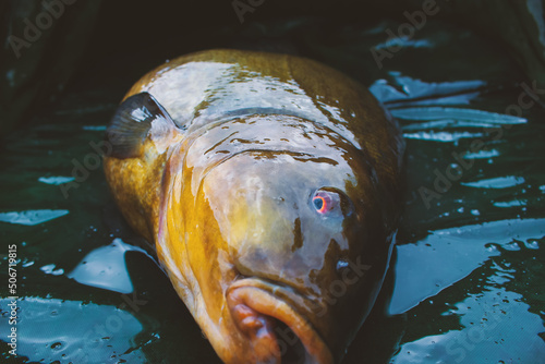 Close up of a large Tench, a large fish water fish also known as Tinca Tinca. Side view with Shallow depth of field and defocused background. photo