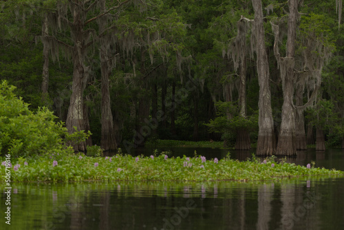 Fototapeta Naklejka Na Ścianę i Meble -  Bayou Swamp