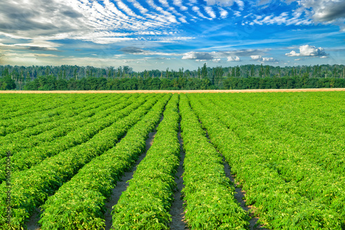Picturesque Landscape of a potato field against a dramatic blue sky