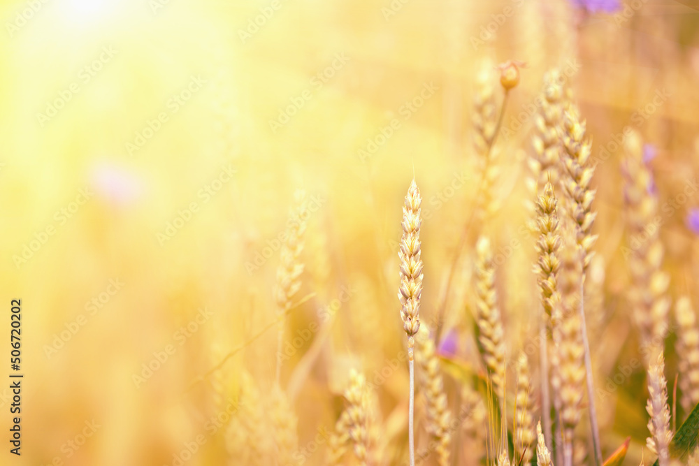 Wheat field. Ears of wheat close up. Beautiful nature sunset landscape. Rural scenery under shining sunlight. Background of ripening ears of wheat field. Rich harvest concept. Copy space.
