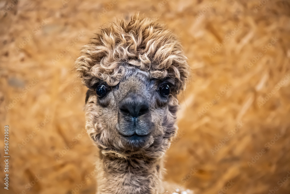 Fototapeta premium Alpaca farm, close-up curly head of a brown alpaca, black eyes looking directly at the camera, indoors against a brown wall.