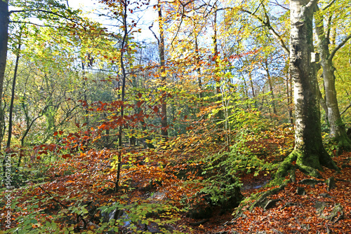 Beech trees in Autumn