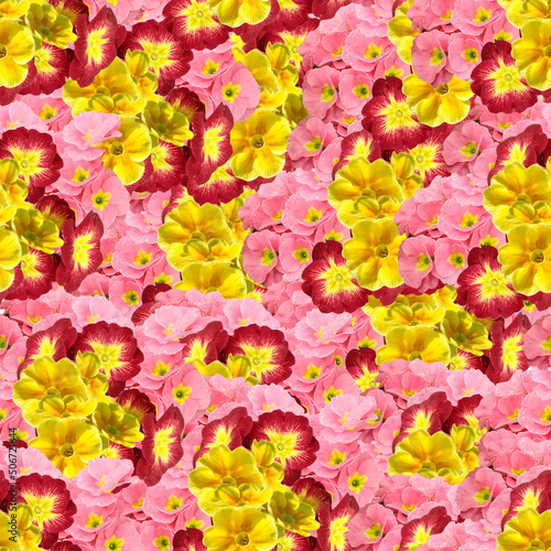 Seamless pattern with different flowers of primrose. colorful, bright  background © wasnoch