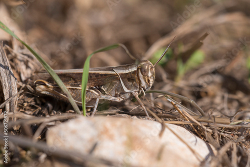 Eurasian Pincer Grasshopperr (Calliptamus barbarus) resting on the ground photo