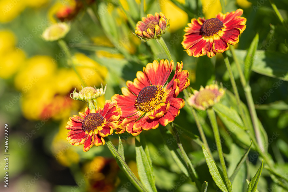 Helens Flower, Helenium Helens Flower, Helenium