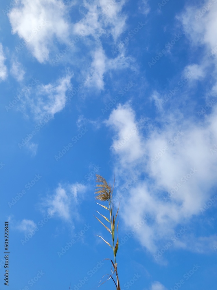 Pampa grass in the country Pampa grass in the country