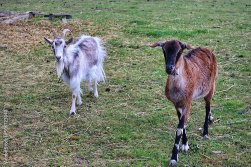 Fototapeta Naklejka Na Ścianę i Meble -  rams and goats in the agritourism farm