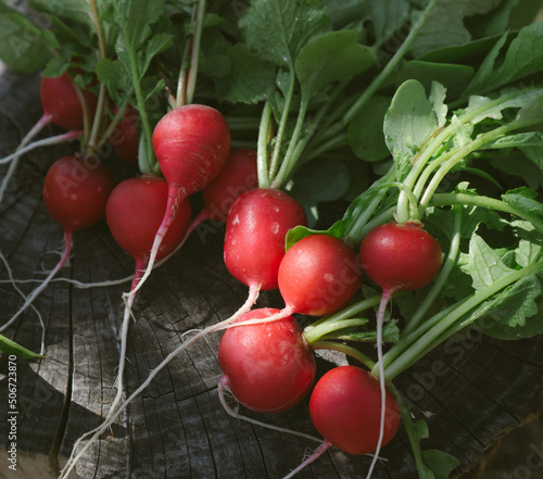 Radishes from your garden on a stump.