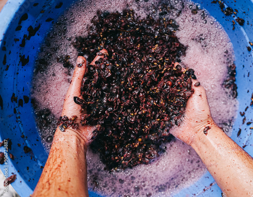 Winemaking at home, a natural fermentation process.