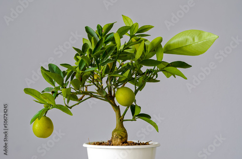 Citrofortunella mitis tree, miniature calamondin orange photo