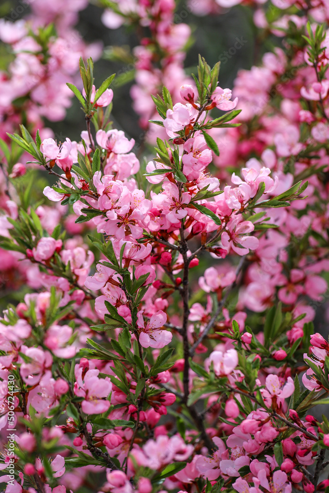 Blossoming branches of the dwarf Russian almond with beatiful pink flowers as a background Blossoming branches of the dwarf Russian almond with beatiful pink flowers as a background