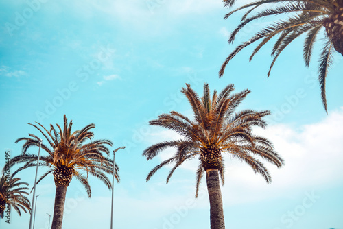 Fototapeta Naklejka Na Ścianę i Meble -  Palm trees against the blue sky. Rest on a sunny day.