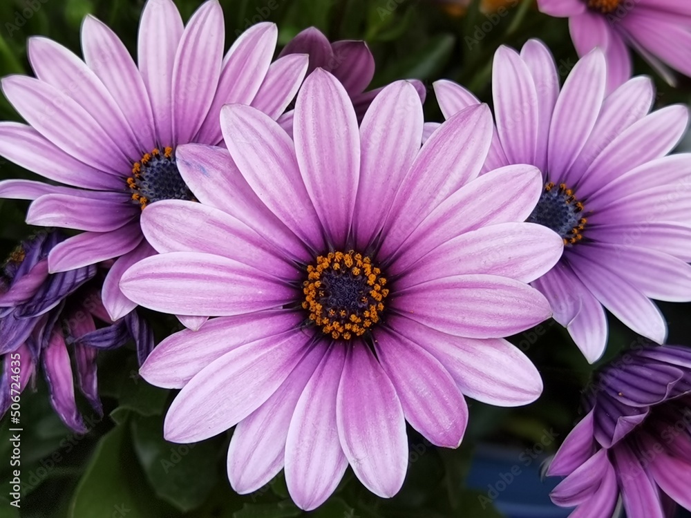 Obraz premium lilac flower with brown center slender oblong petals, with rounded end