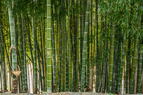 Bamboo trees partial view
