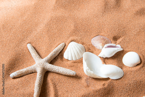 Starfish and many shells on beach sand