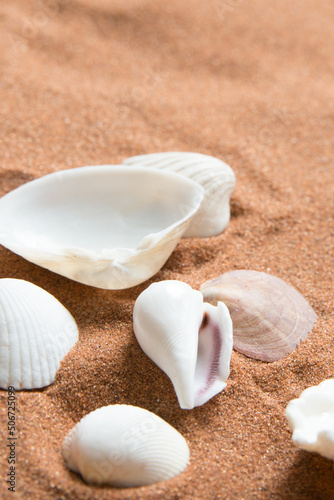 Close up of shells and a conch. Sandy beach.