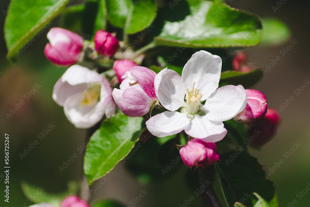Pink flowers and buds of a blossoming apple tree on a blurred natural background Pink flowers and buds of a blossoming apple tree on a blurred natural background