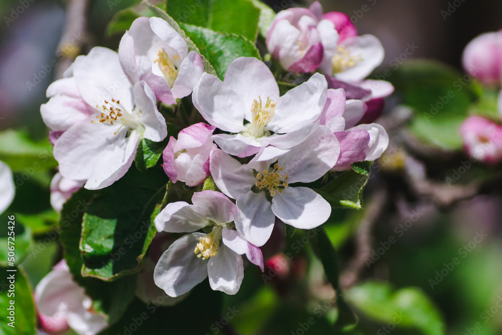 Pink flowers and buds of a blossoming apple tree on a blurred natural background