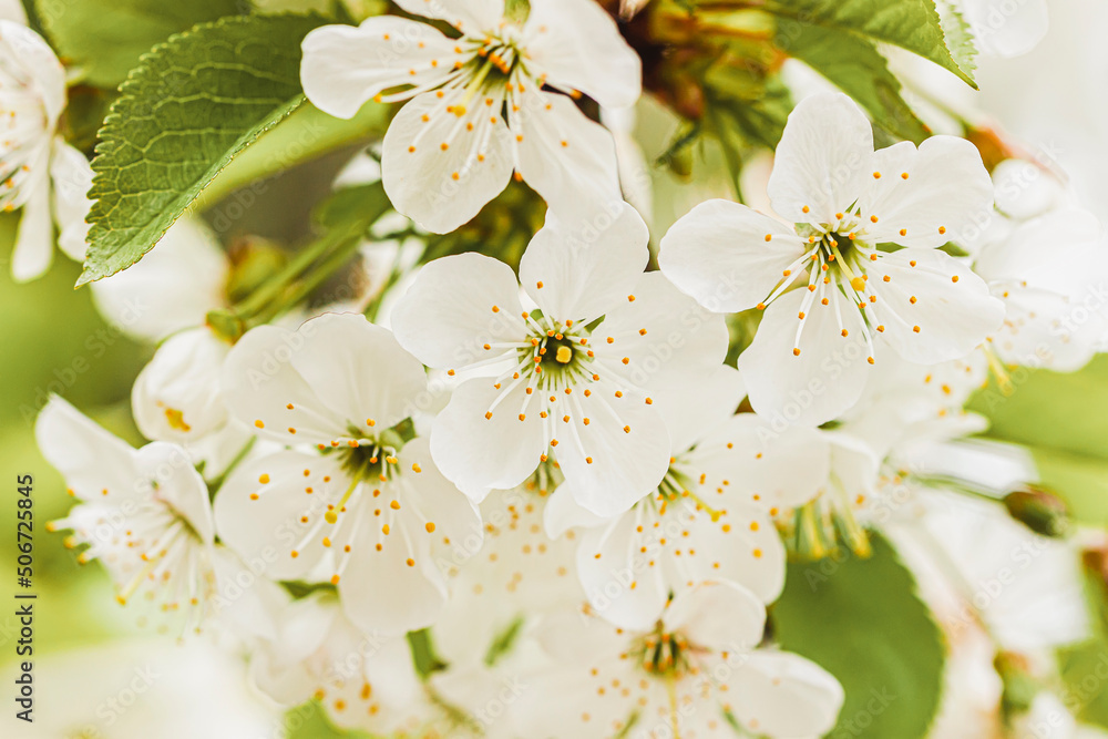 Cherry flowers background. Macro cherry blossom tree branch Cherry flowers background. Macro cherry blossom tree branch