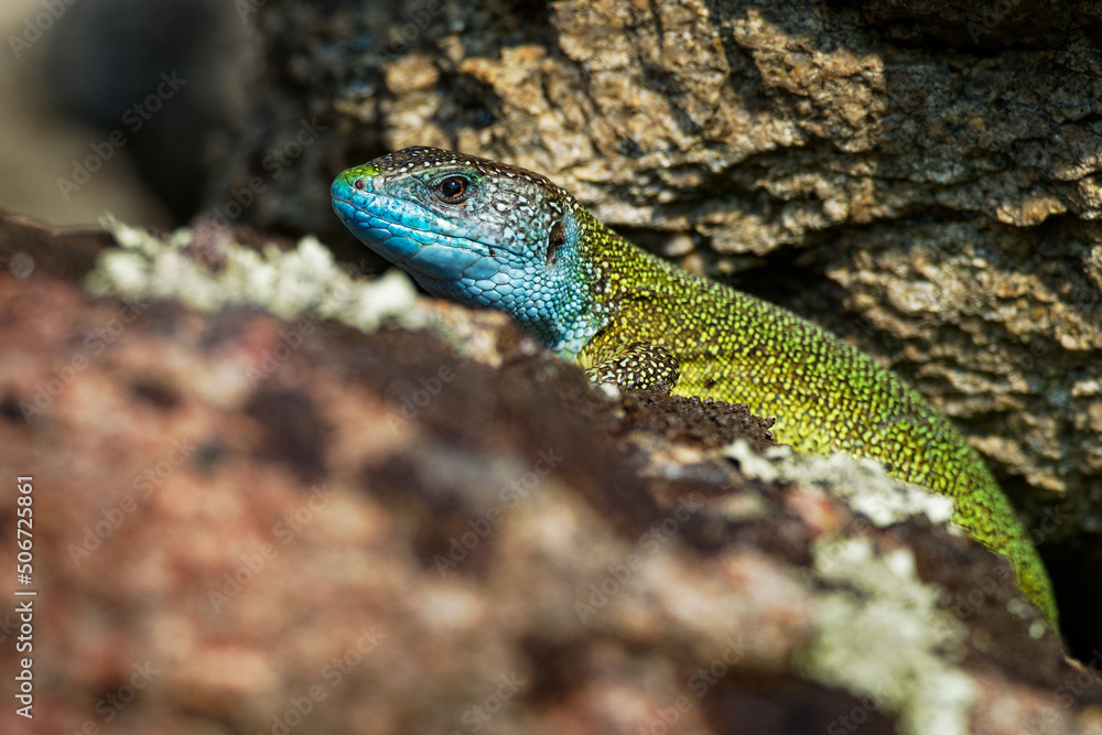Fototapeta premium European Green Lizard - Lacerta viridis - large green and blue lizard distributed across European midlatitudes, colorful male, Often seen sunning on rocks or lawns