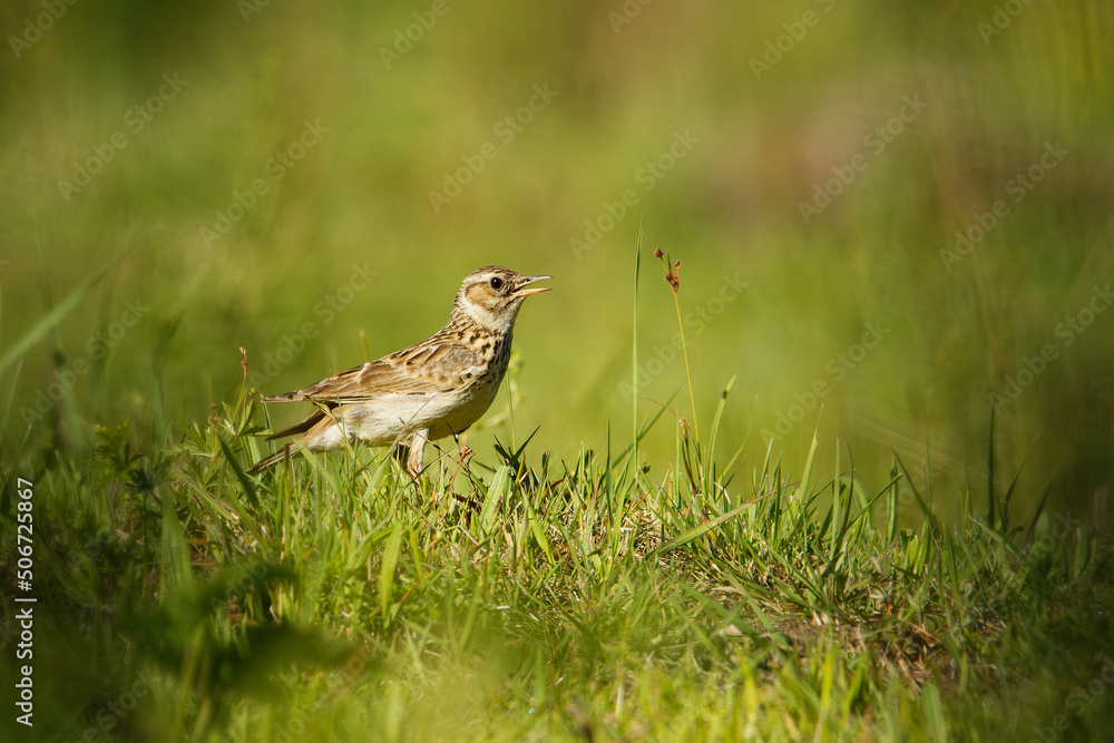 Wood Lark - Lullula arborea brown crested bird on the meadow (pastureland), lark genus Lullula, found in most of Europe, the Middle East, western Asia and the mountains of north Africa Wood Lark - Lullula arborea brown crested bird on the meadow (pastureland), lark genus Lullula, found in most of Europe, the Middle East, western Asia and the mountains of north Africa