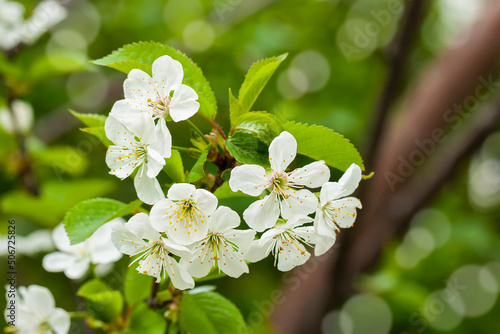 Branch of blossoming cherry, selective focus. Floral natutal background. Spring concept