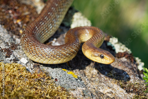 Aesculapian Snake - Zamenis longissimus, Elaphe longissima, nonvenomous olive green and yellow snake native to Europe, Colubrinae subfamily of the family Colubridae. Resting on the stone in vineyard