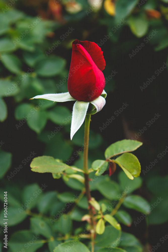 Fototapeta premium single red rose