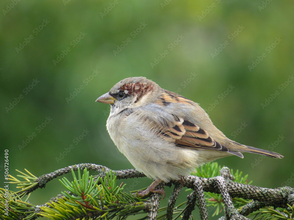 Fototapeta premium Sparrow sitting on a spruce branch
