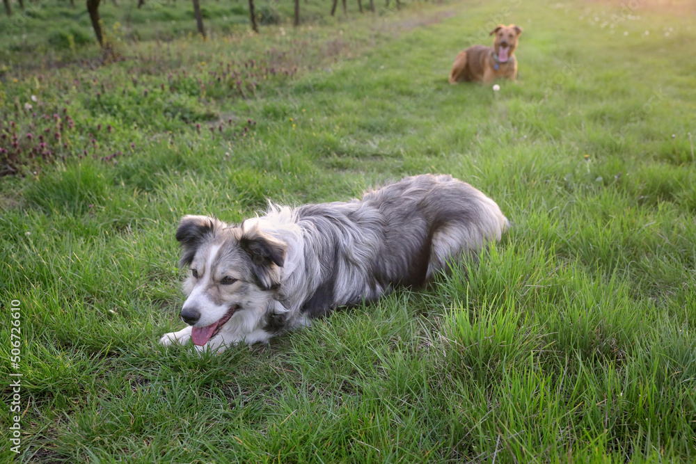 Border collie laying on grass and gasping with Belgian Malinois shepherd in background