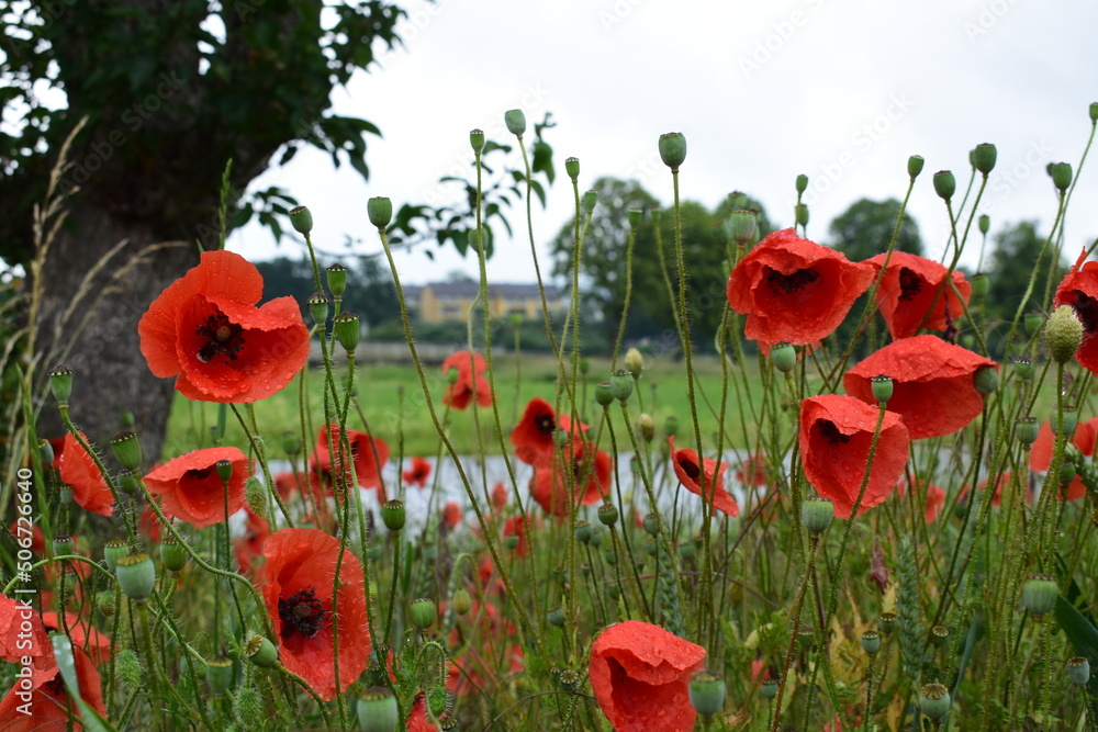 Fototapeta premium Mohnfeld nach einem Sommerregen