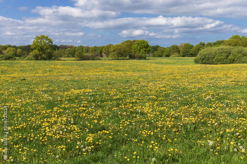 Wiese mit Blüten und Früchten des Löwenzahns (Taraxacum officinale) im Frühling bei Flensburg in Schleswig-Holstein....... Wiese mit Blüten und Früchten des Löwenzahns (Taraxacum officinale) im Frühling bei Flensburg in Schleswig-Holstein.......