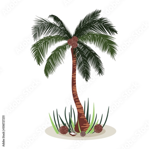 Standing tropical palm tree with coconuts. Vector illustration.
