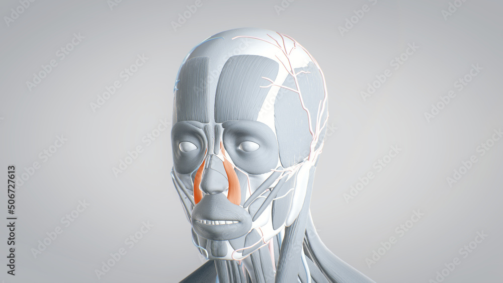 levator labii superioris, muscles of the face, detailed display of face muscles, human muscular system, 3D human anatomy, 3D render