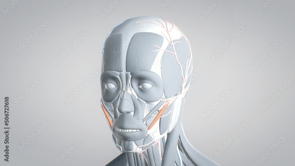 zygomaticus, all muscles of the face, detailed display of face muscles, human muscular system, 3D human anatomy, 3D render zygomaticus, all muscles of the face, detailed display of face muscles, human muscular system, 3D human anatomy, 3D render
