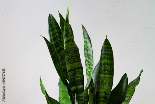 Small and large green striped leaves of sansevieria zeilanik against a uniformly gray wall. Indoor plant Sansevieria Zeylanica. Home gardening.