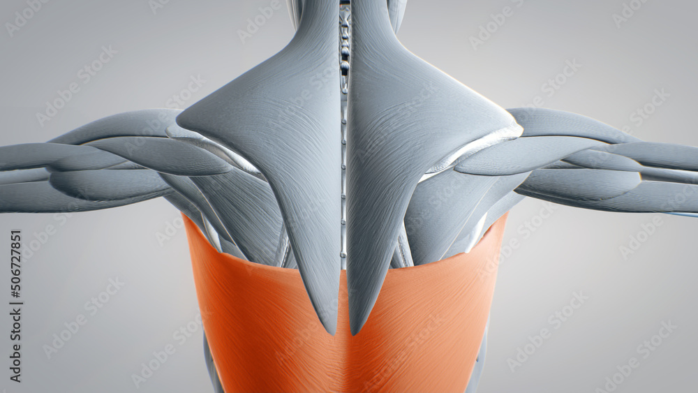 musculus latissimus dorsi, spine, detailed display of muscles, human  muscular system, 3D animation of human anatomy, 3D render Stock  Illustration | Adobe Stock