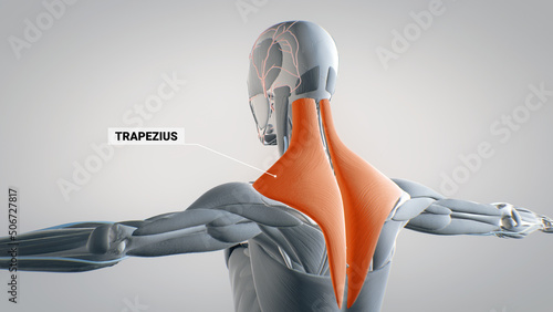 trapezius, human muscular system, 3D human anatomy, 3D render