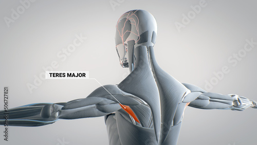 Teres major muscle, spine, detailed display of muscles, human muscular system, 3D animation of human anatomy, 3D render photo