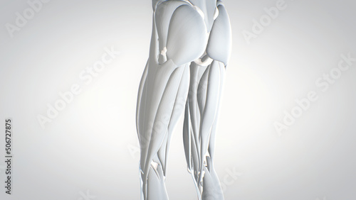 leg muscles, human muscular system, 3D human anatomy, 3D render