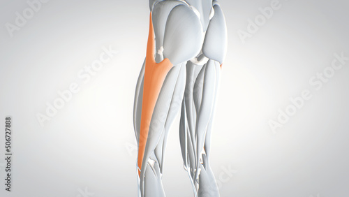 leg muscles, tensor fasciae latae, detailed display of muscles, human muscular system, 3D human anatomy, 3D render photo