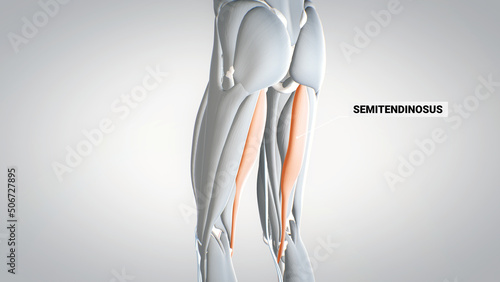 leg muscles, semimembranosus, detailed display of muscles,, human muscular system, 3D human anatomy, 3D render photo