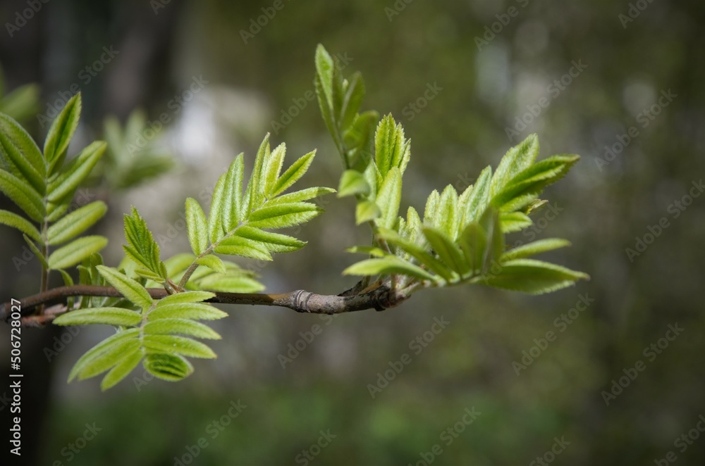 beautiful green foliage on the branch, natural background beautiful green foliage on the branch, natural background