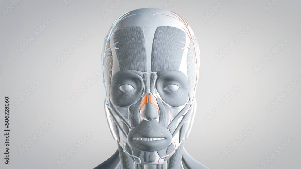 All muscles of the face, detailed display of face muscles, human muscular system, 3D human anatomy, 3D render