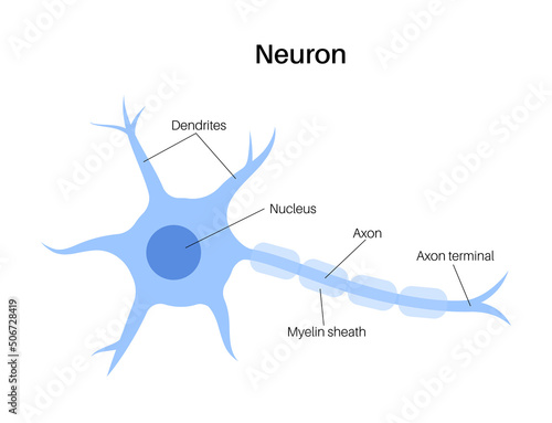 Neuron anatomy poster