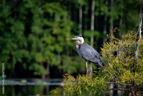 great blue heron ardea cinerea