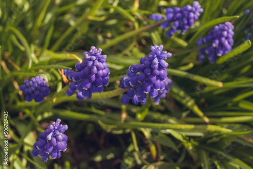 first flowers blue bells in the sun  background  screensaver  space for text